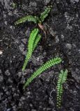 Adiantum malesianum