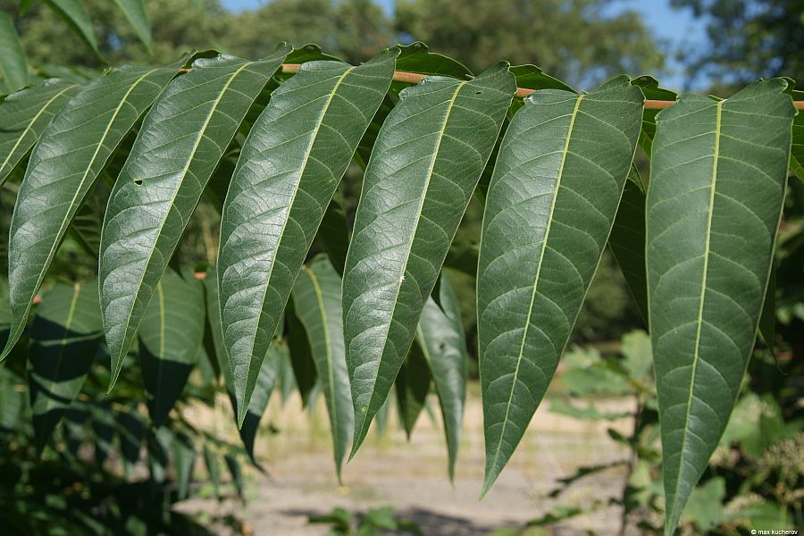 Изображение особи Ailanthus altissima.