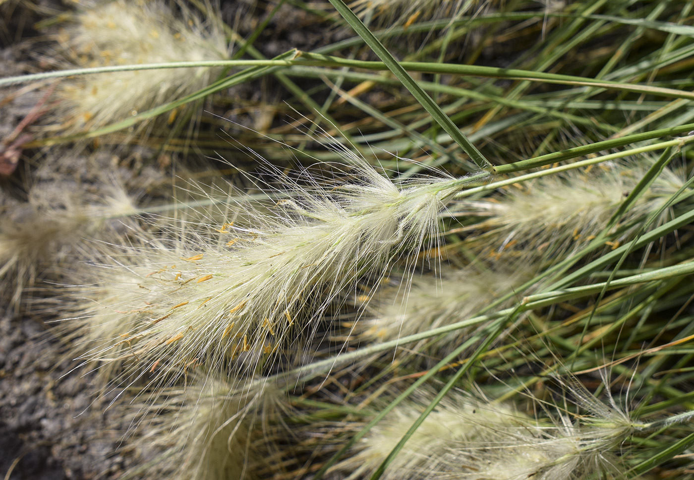 Image of Pennisetum villosum specimen.