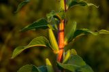 Oenothera rubricaulis