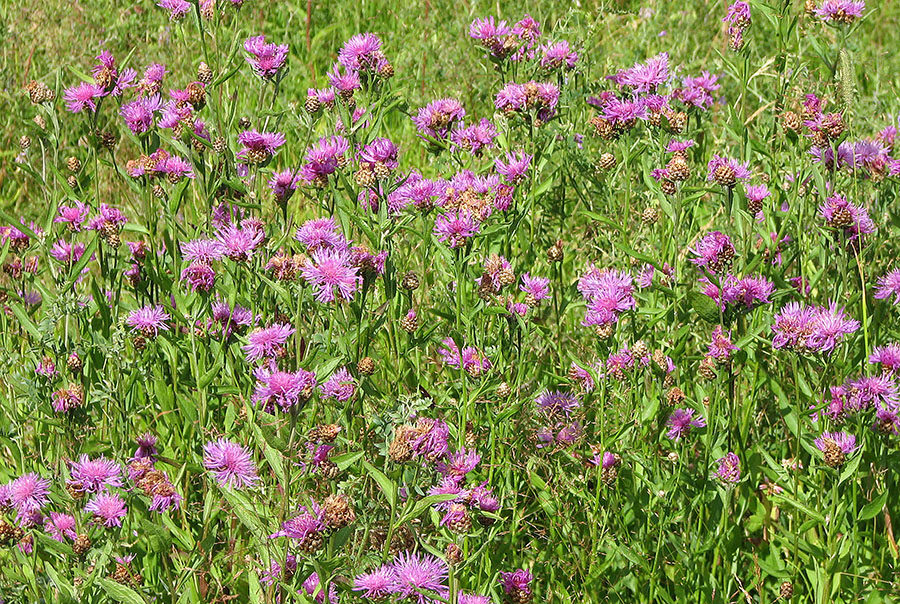 Image of Centaurea jacea specimen.