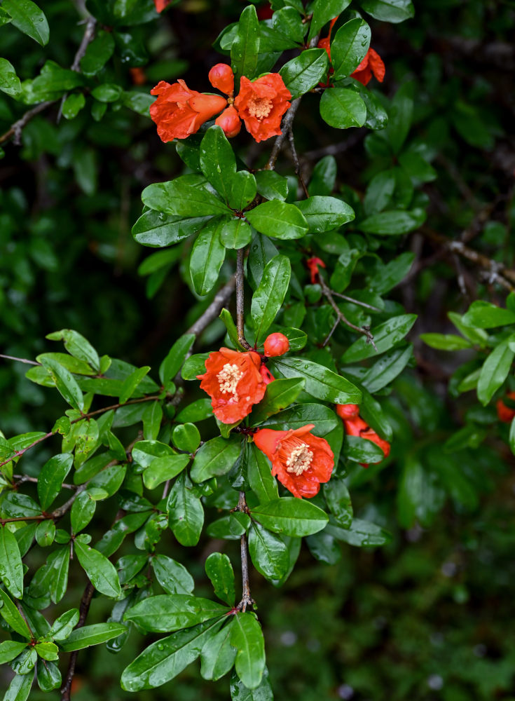 Image of Punica granatum specimen.
