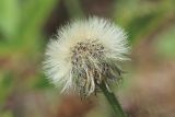 Pilosella officinarum