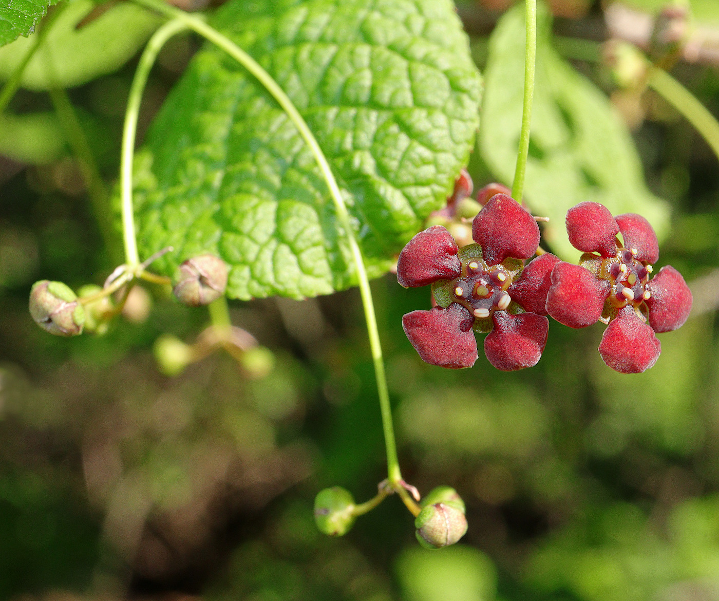 Image of Euonymus miniatus specimen.