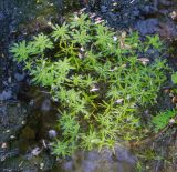 Callitriche palustris
