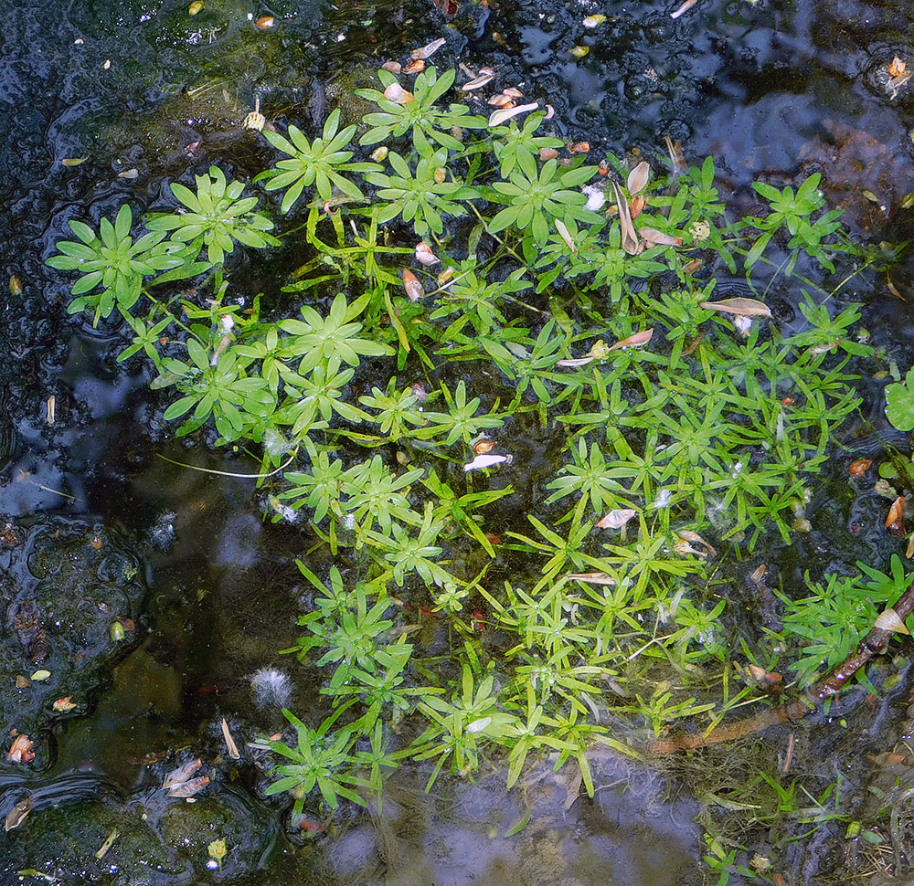 Image of Callitriche palustris specimen.