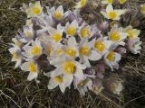 Pulsatilla patens