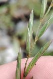 Elymus fibrosus