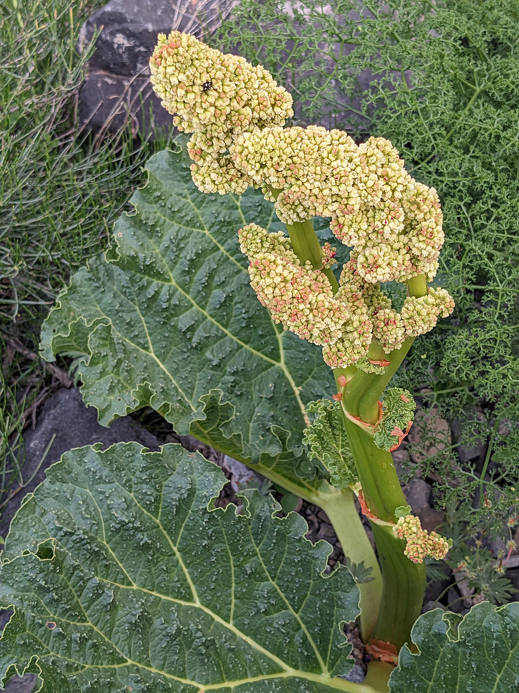 Изображение особи Rheum cordatum.