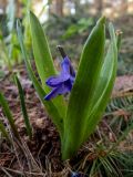 Hyacinthus orientalis. Повреждённое цветущее растение (одичавшее). Тверская обл., Кимрский р-н, окр. г. Дубна, лесопарк возле СНТ \"Чайка\". 25.03.2022.