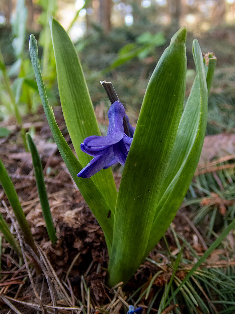 Изображение особи Hyacinthus orientalis.