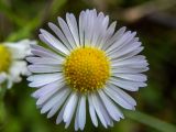Erigeron annuus. Соцветие. Московская обл., Талдомский р-н, окр. СНТ \"Живописное\", просека под ЛЭП, луг. 12.08.2024.