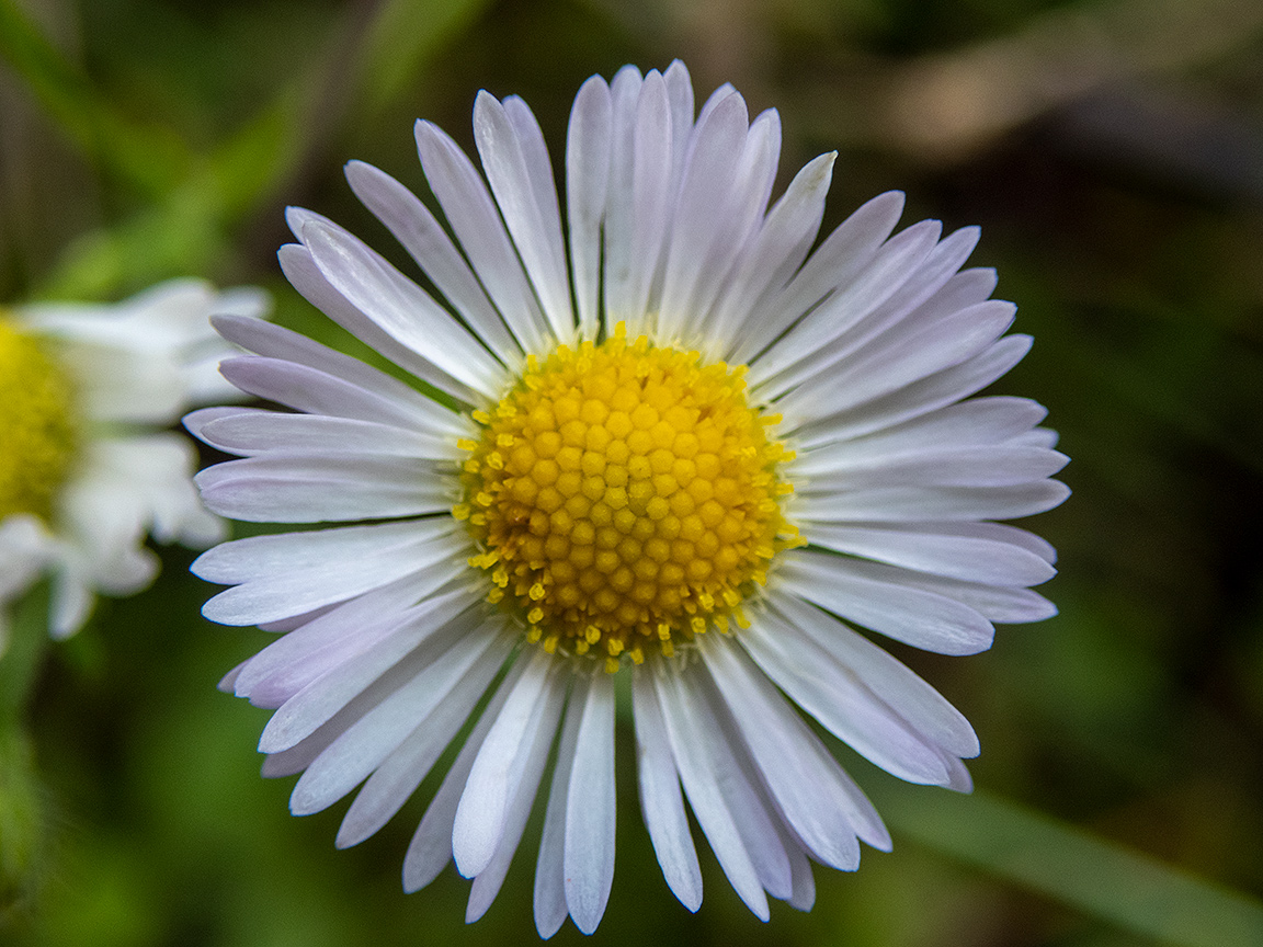 Image of Erigeron annuus specimen.