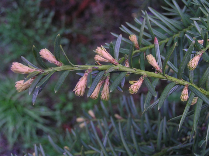 Изображение особи Taxus cuspidata.