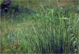 familia Poaceae. Цветушие растенния. Московская обл., Раменский р-н, окр. дер. Хрипань, садовый участок. 29.05.2025.