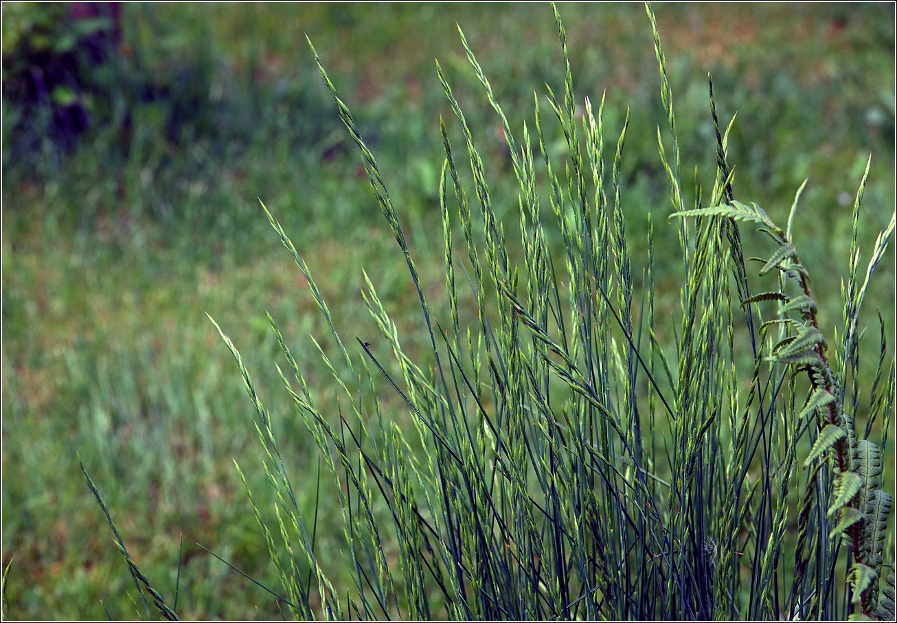 Изображение особи семейство Poaceae.