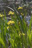 Iris pseudacorus