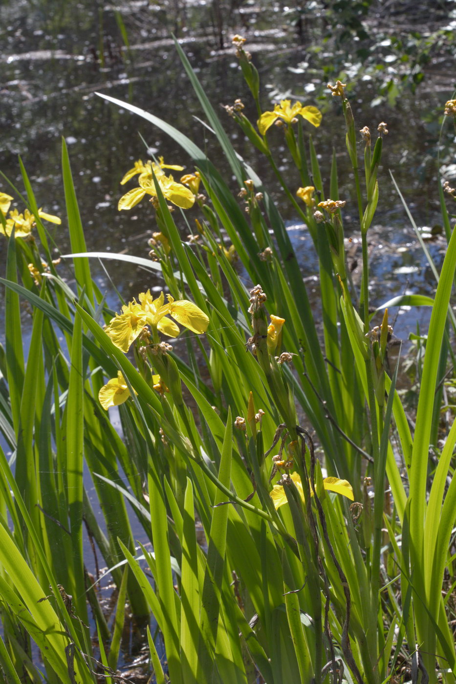 Image of Iris pseudacorus specimen.
