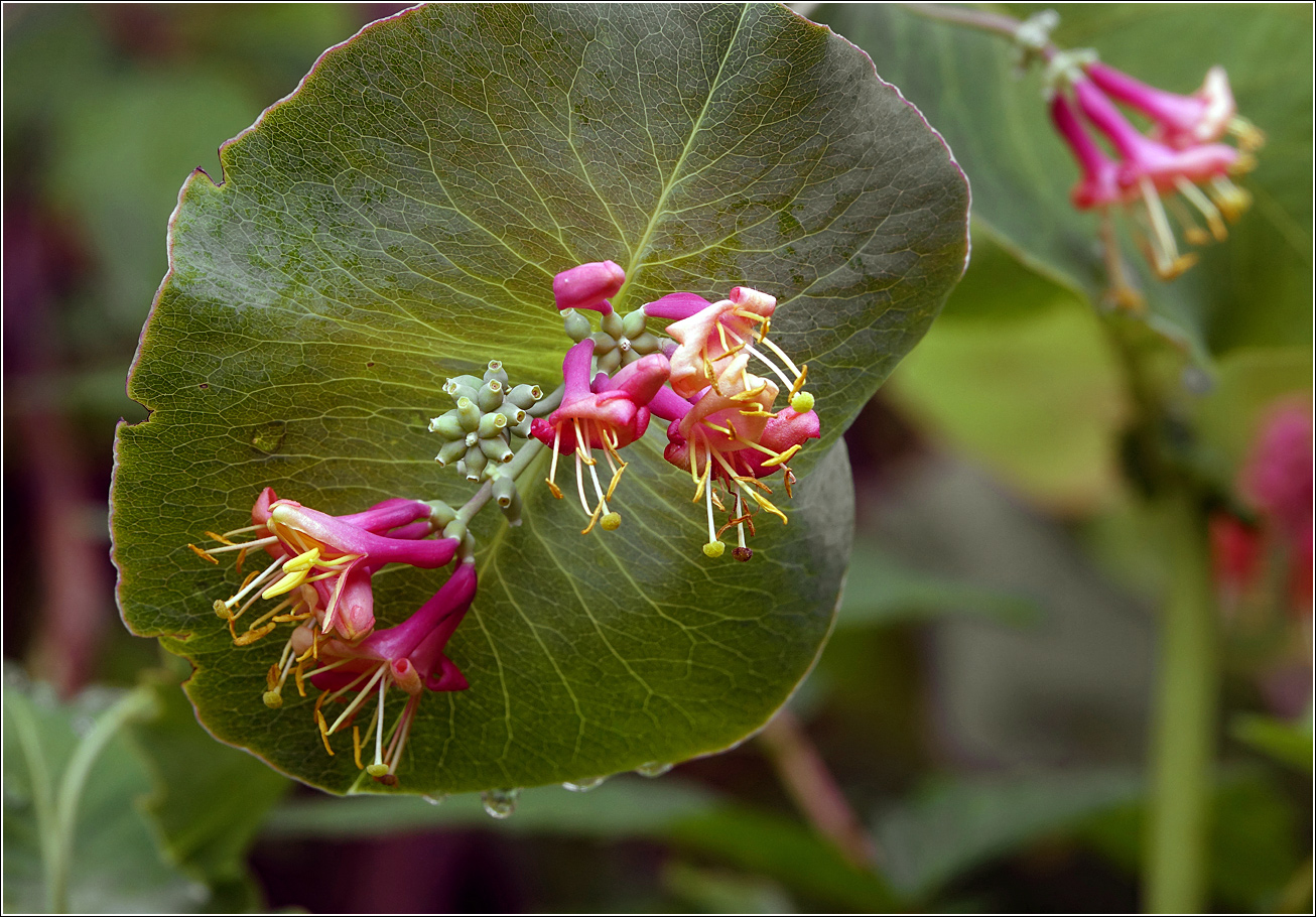 Image of Lonicera dioica specimen.