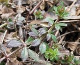 Galium aparine