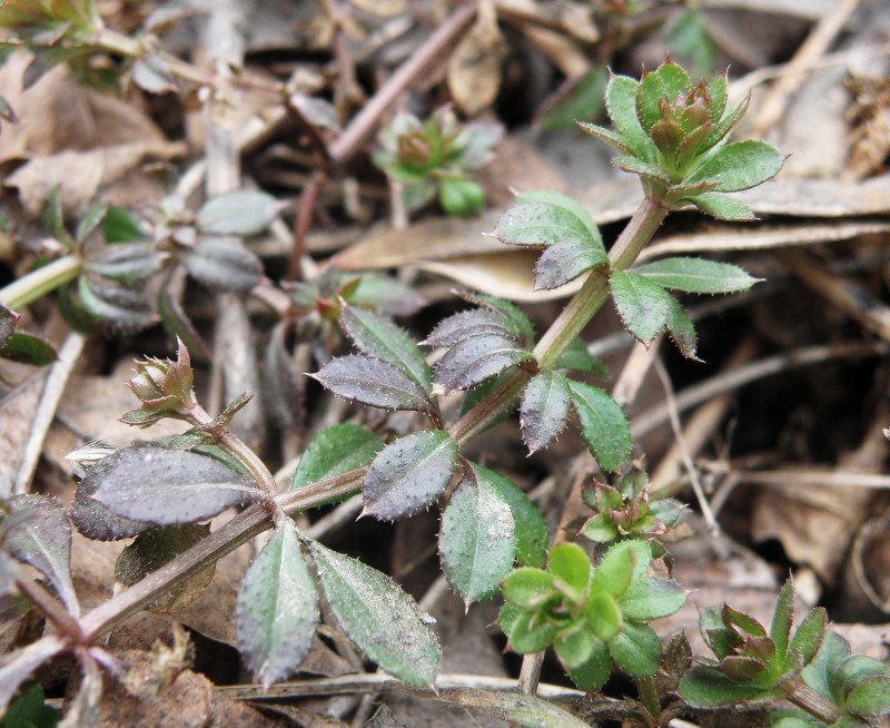 Image of Galium aparine specimen.