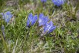 Campanula tridentata. Цветущие растения. Республика Адыгея, Майкопский р-н, Кавказский биосферный запов., гора Оштен, под предвершинным гребнем, выс. ок. 2400 м н.у.м., альпийский луг. 05.07.2025.