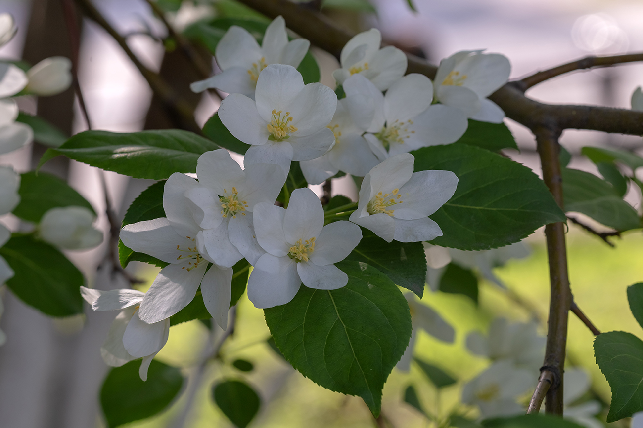 Изображение особи Malus baccata.