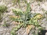 unknown species. Растение с развивающимся соцветием. Турция, ил Ван, 4 км на ЮВ от дер. Айдынлар, залежь. 21 мая 2025 г.