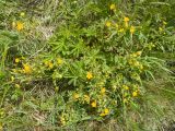 род Potentilla. Цветущее растение. Карачаево-Черкесия, Зеленчукский р-н, гора Джангур, ≈ 1500 м н.у.м., сниженный субальпийский луг. 04.06.2025.