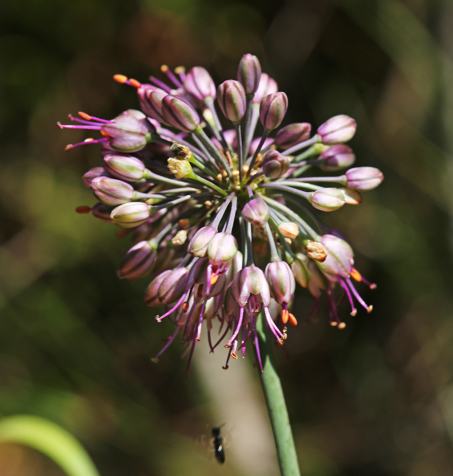 Image of Allium komarovianum specimen.