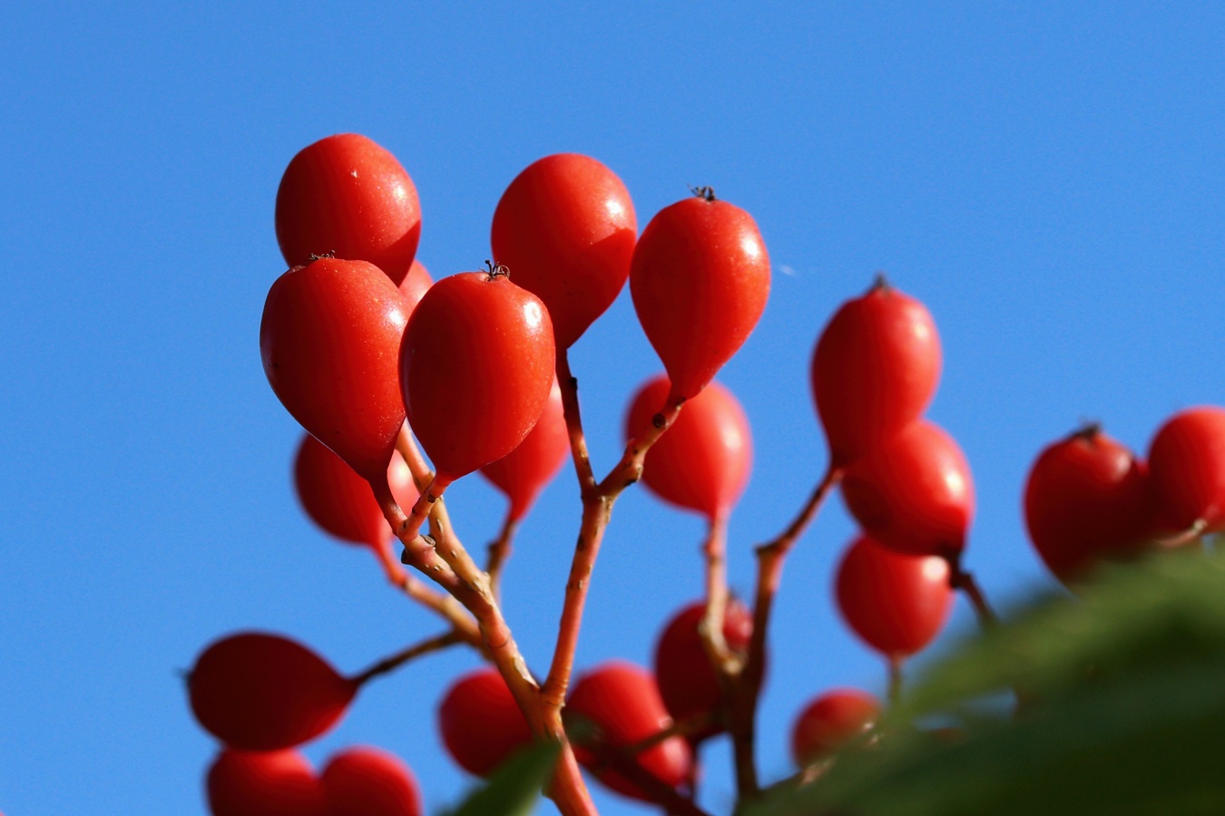 Изображение особи Sorbus commixta.