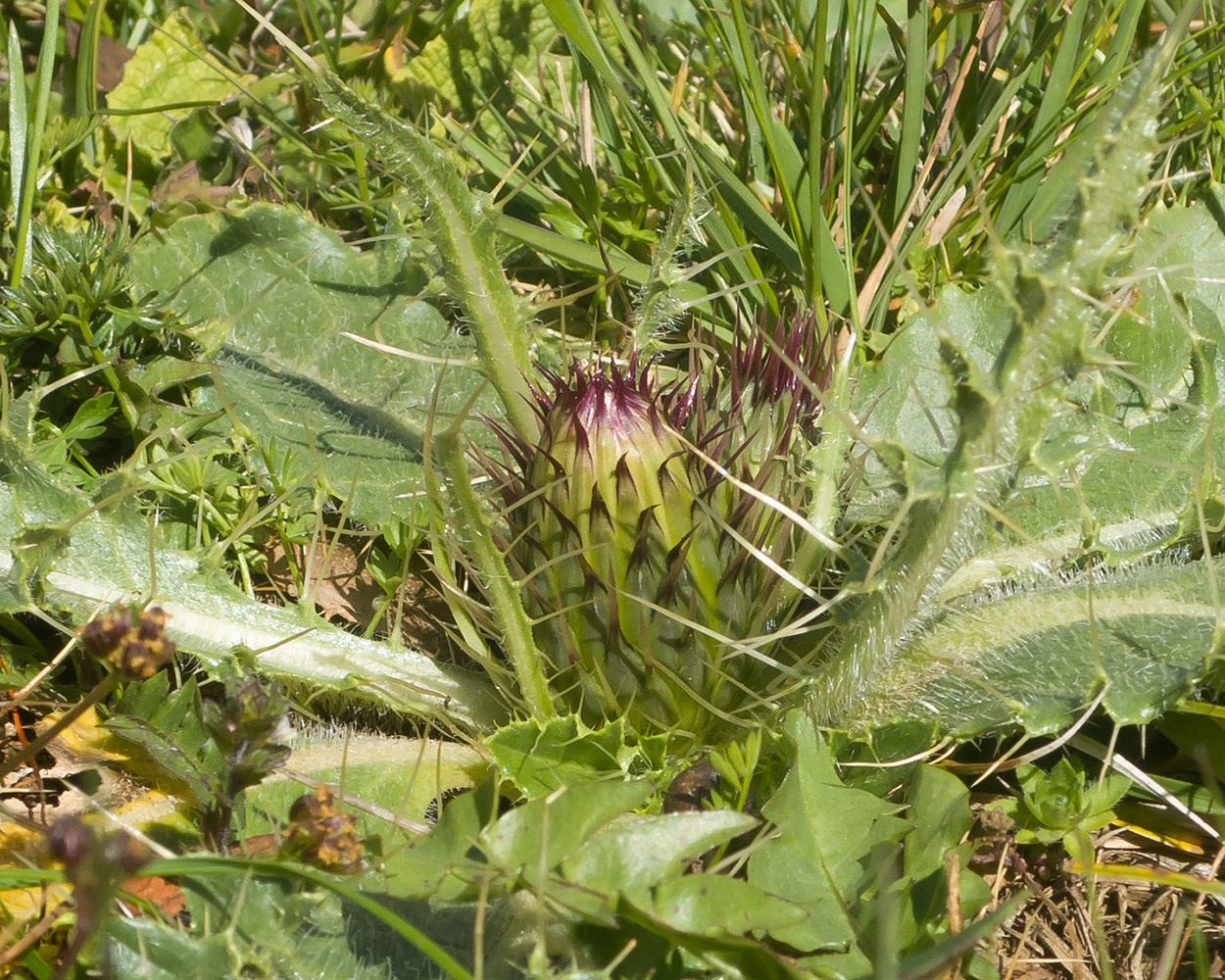 Image of Cirsium rhizocephalum specimen.