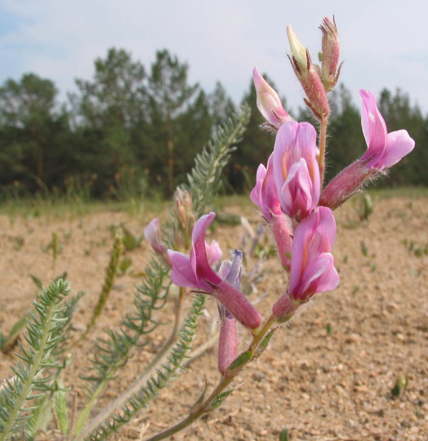 Изображение особи Oxytropis myriophylla.