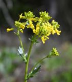 Barbarea vulgaris. Верхушка цветущего растения. Тульская обл., Заокский р-н, Бутиково, опушка сосняка. 26.04.2025.