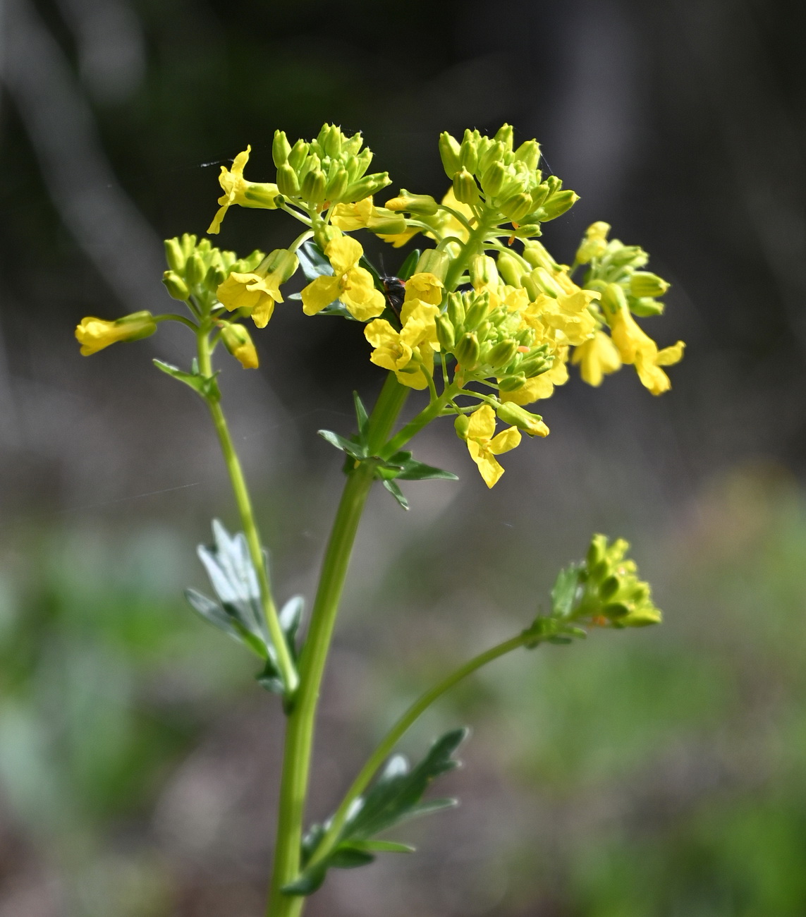 Изображение особи Barbarea vulgaris.