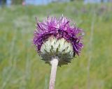 Jurinea arachnoidea. Соцветие-корзинка цветущего растения. Краевые цветки начинают увядать. Ульяновская обл., Мелекесский р-н, окр. с. Вишенка, дол. р. Бирля, участок ковыльно-разнотравной степи на склоне. 31.05.2524.