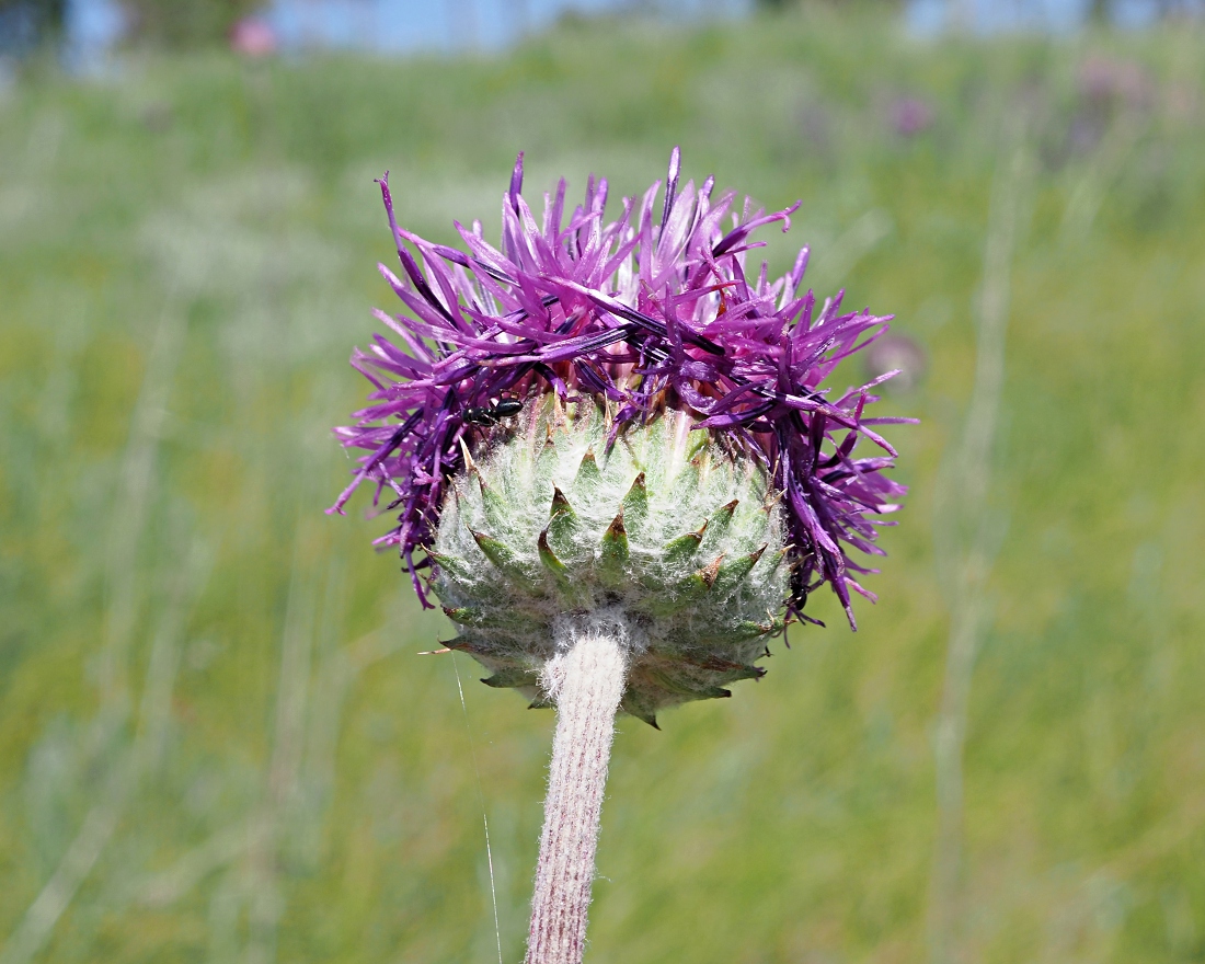 Изображение особи Jurinea arachnoidea.