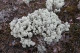Cladonia stellaris. Талломы в окружении талломов Cladonia rangiferina. Беларусь, Витебская обл., окр. дер. Сурмино, оз, вырубка на месте соснового леса. 12.08.2025.