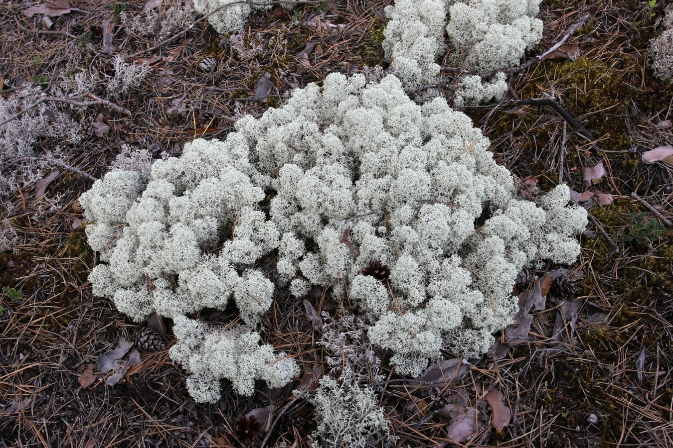 Image of Cladonia stellaris specimen.