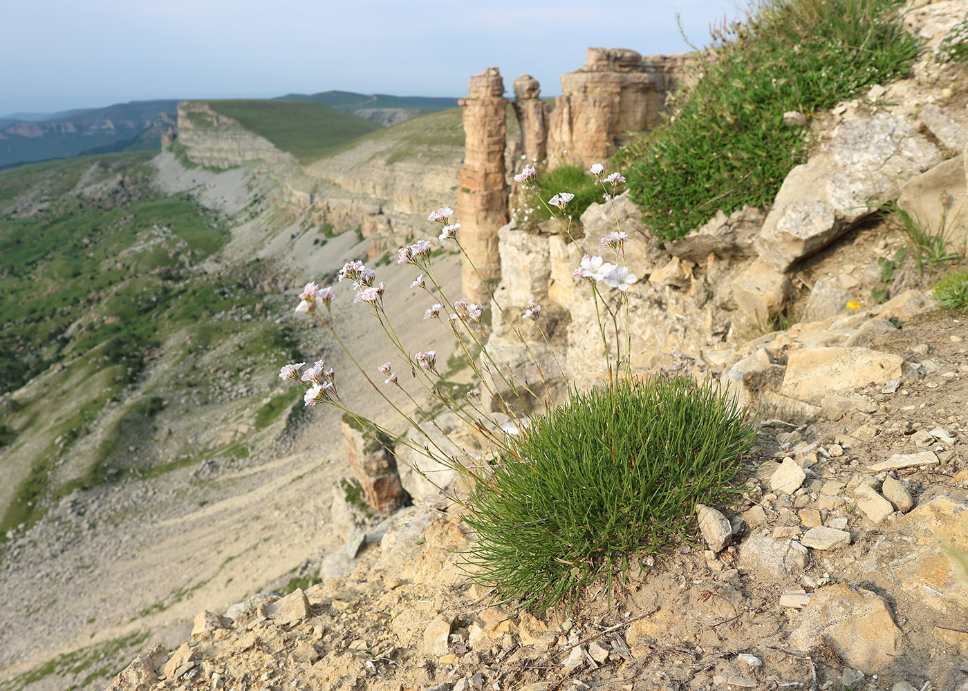 Изображение особи Gypsophila tenuifolia.