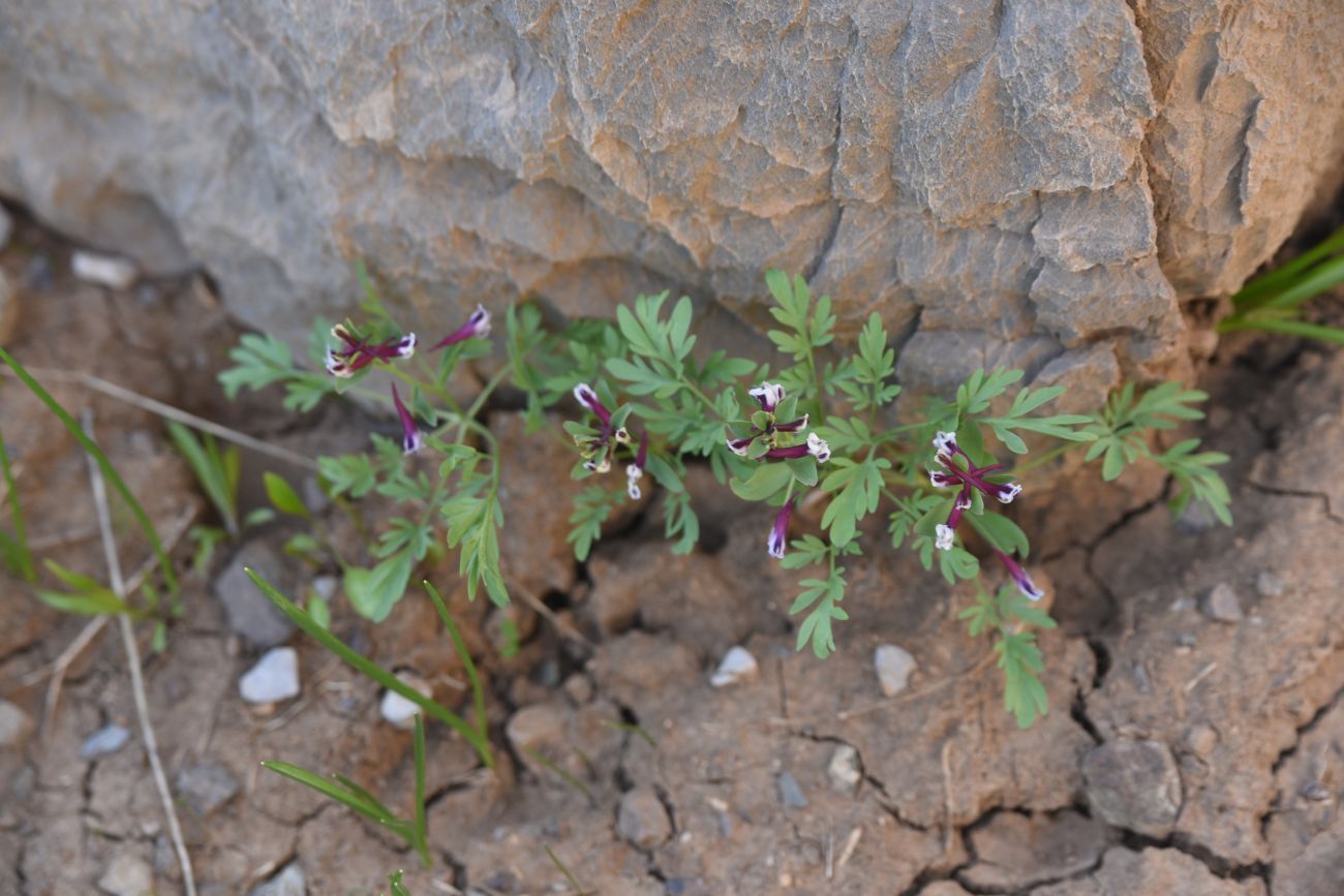 Image of genus Corydalis specimen.