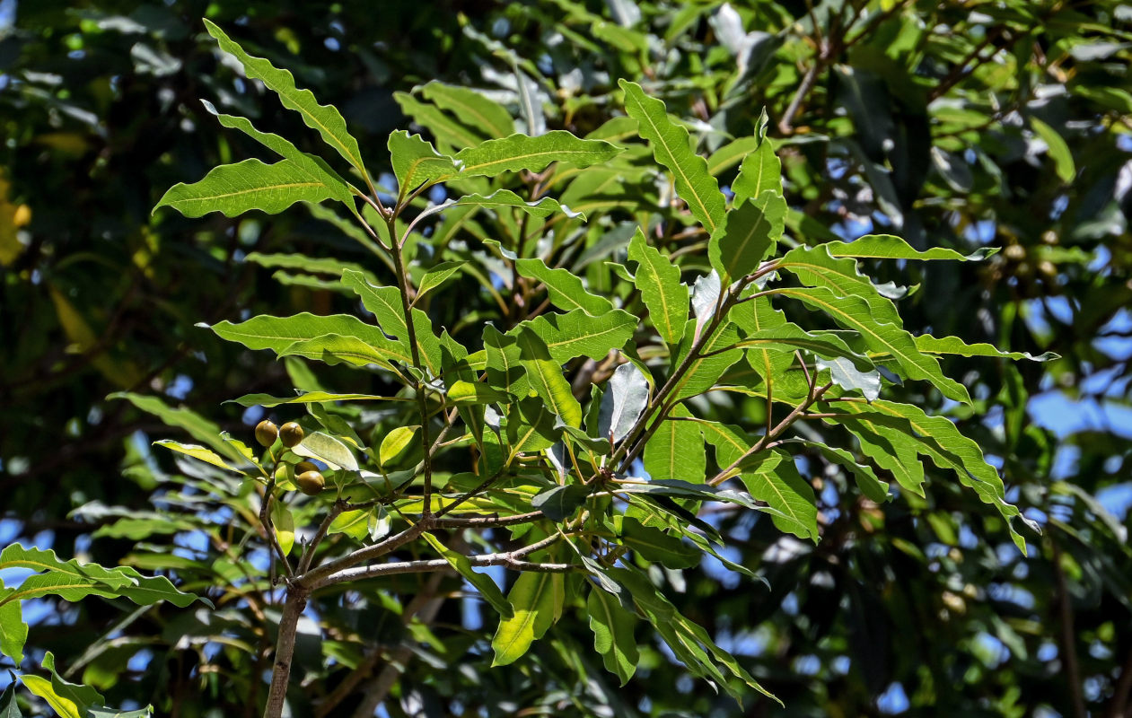Image of Pittosporum undulatum specimen.