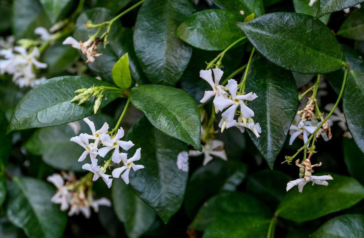 Image of Trachelospermum jasminoides specimen.