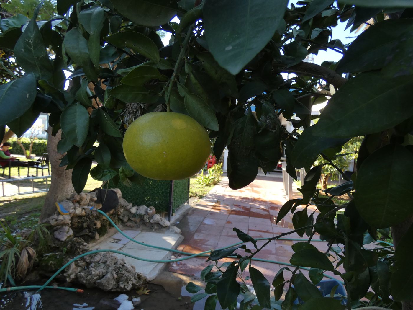 Изображение особи Citrus sinensis.