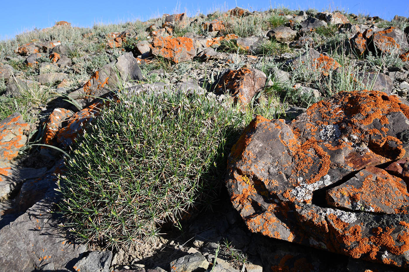 Image of Acantholimon sarytavicum specimen.