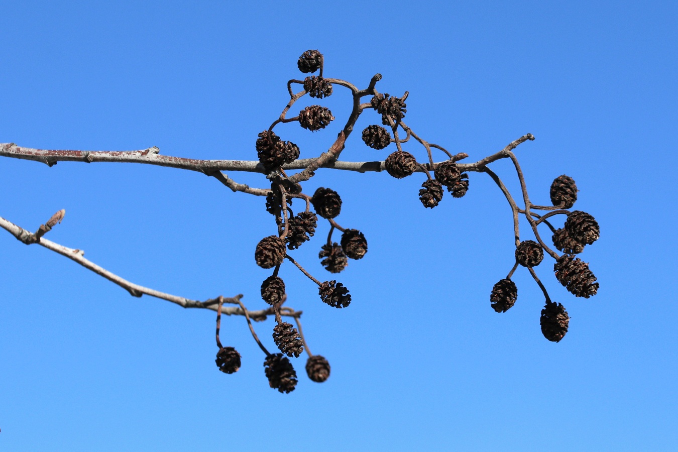 Image of Alnus glutinosa specimen.
