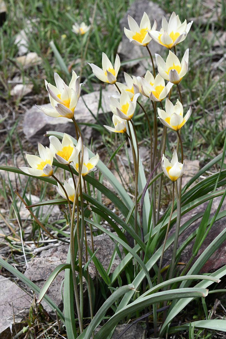 Изображение особи Tulipa buhseana.