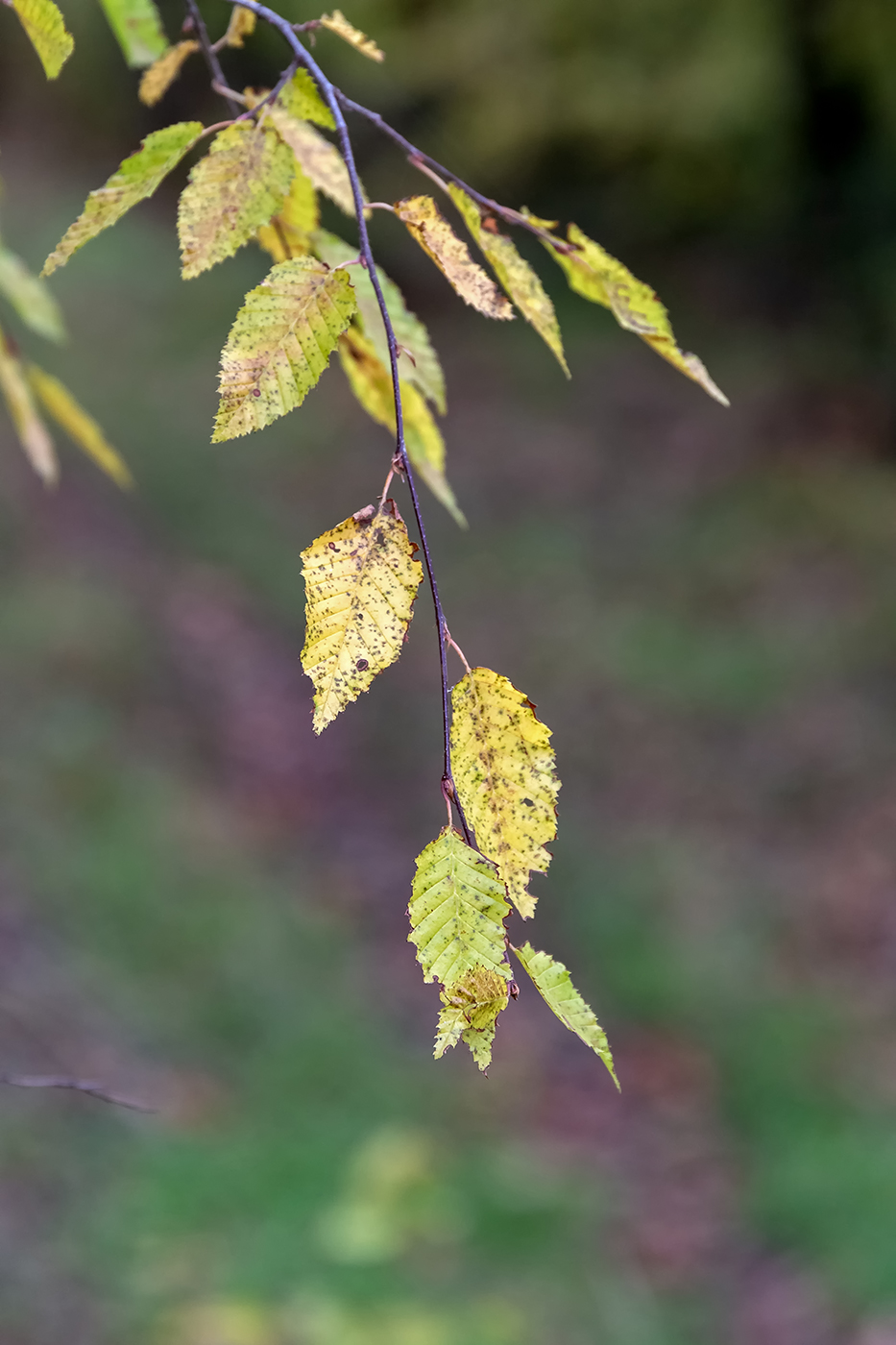 Image of genus Carpinus specimen.