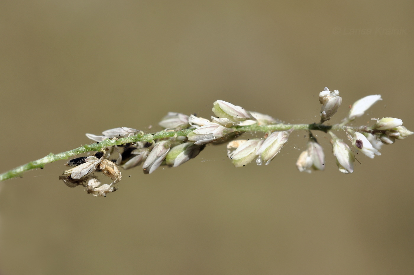 Изображение особи Polygala paniculata.