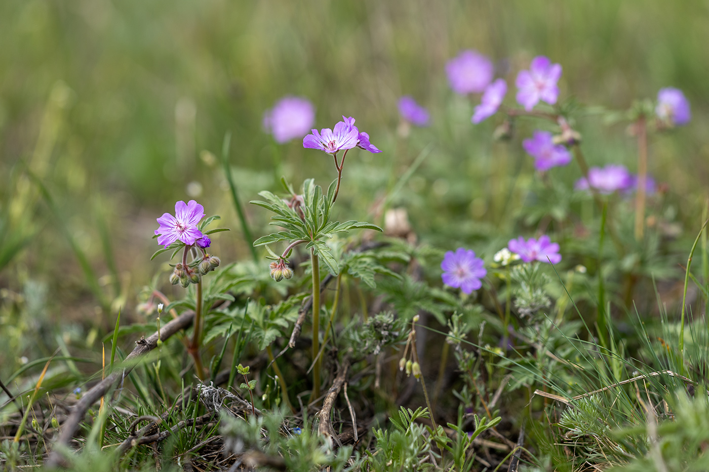 Image of Geranium tuberosum specimen.